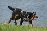 BEAUCERON 610